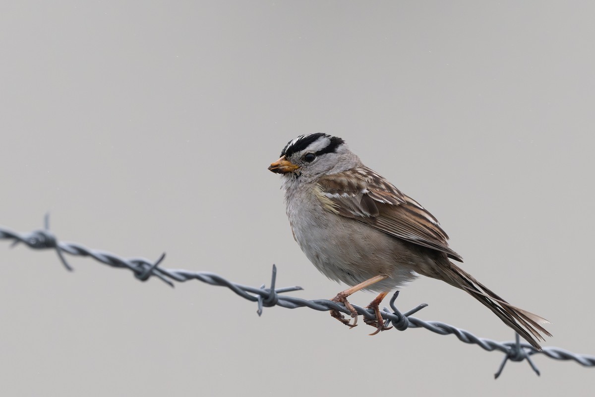 White-crowned Sparrow (pugetensis) - ML638008291