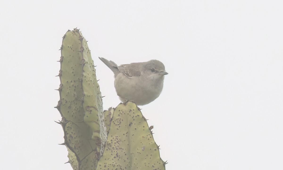 Barred Warbler - ML638008305