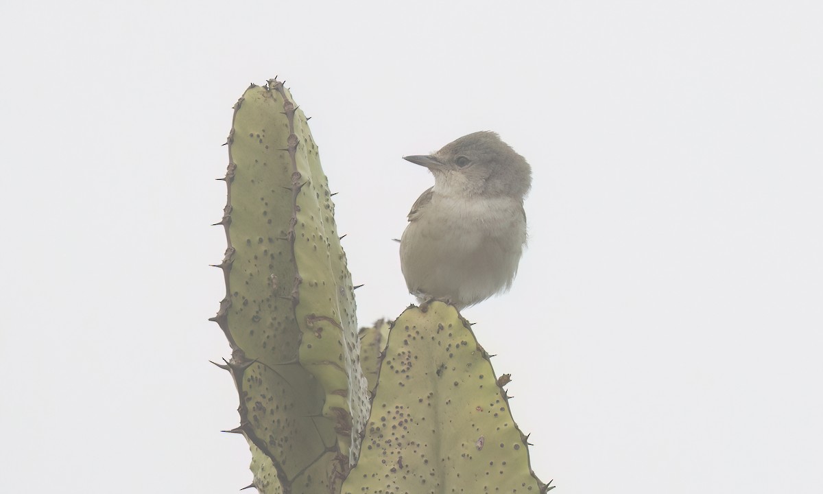 Barred Warbler - ML638008307