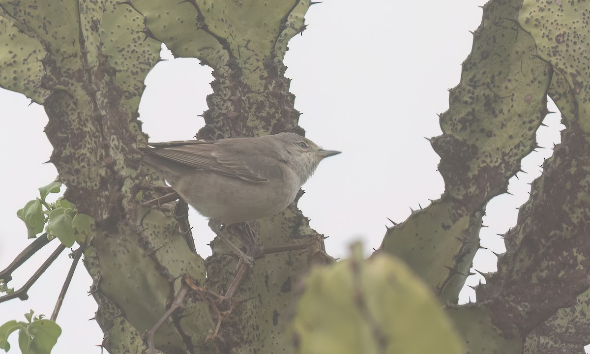 Barred Warbler - ML638008310