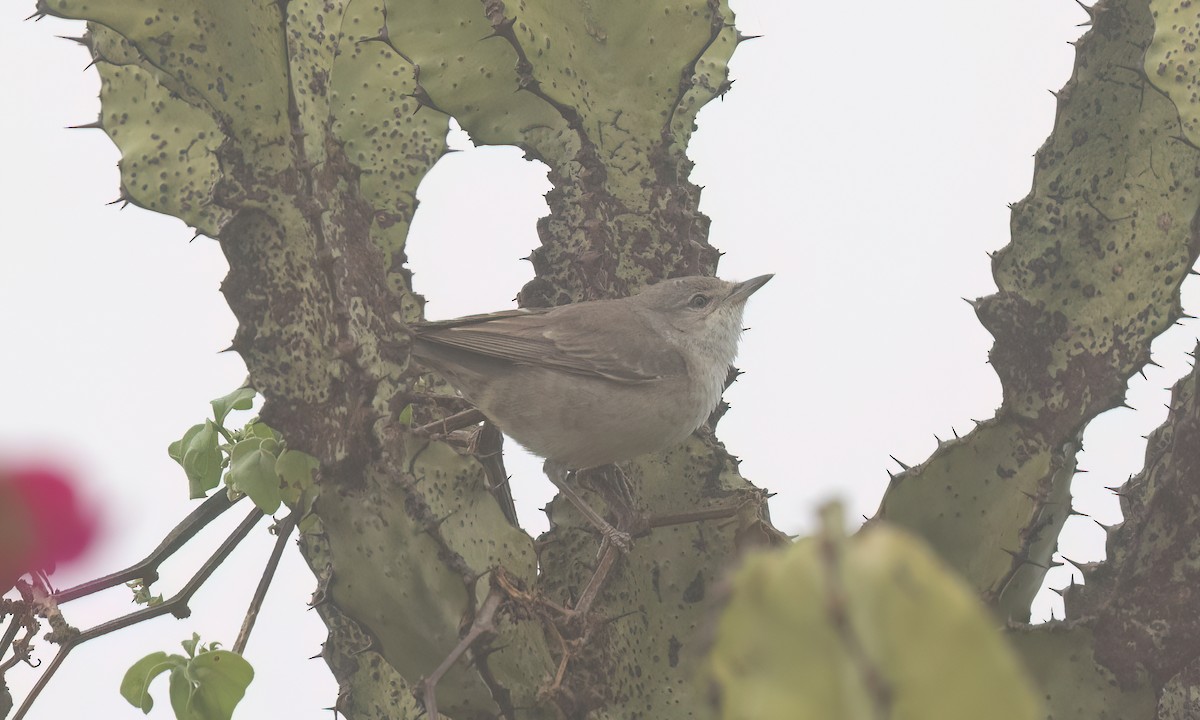 Barred Warbler - ML638008311