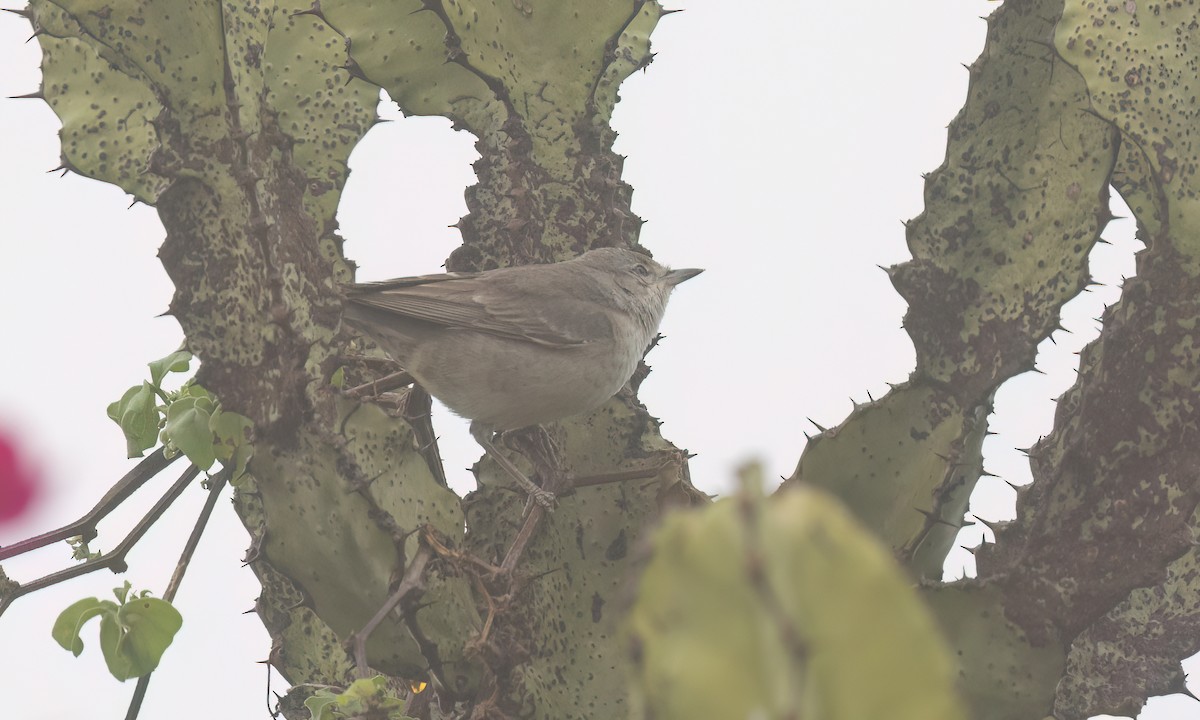 Barred Warbler - ML638008312