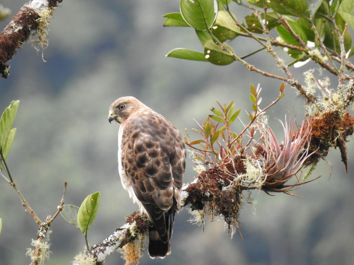 Broad-winged Hawk - ML638008313