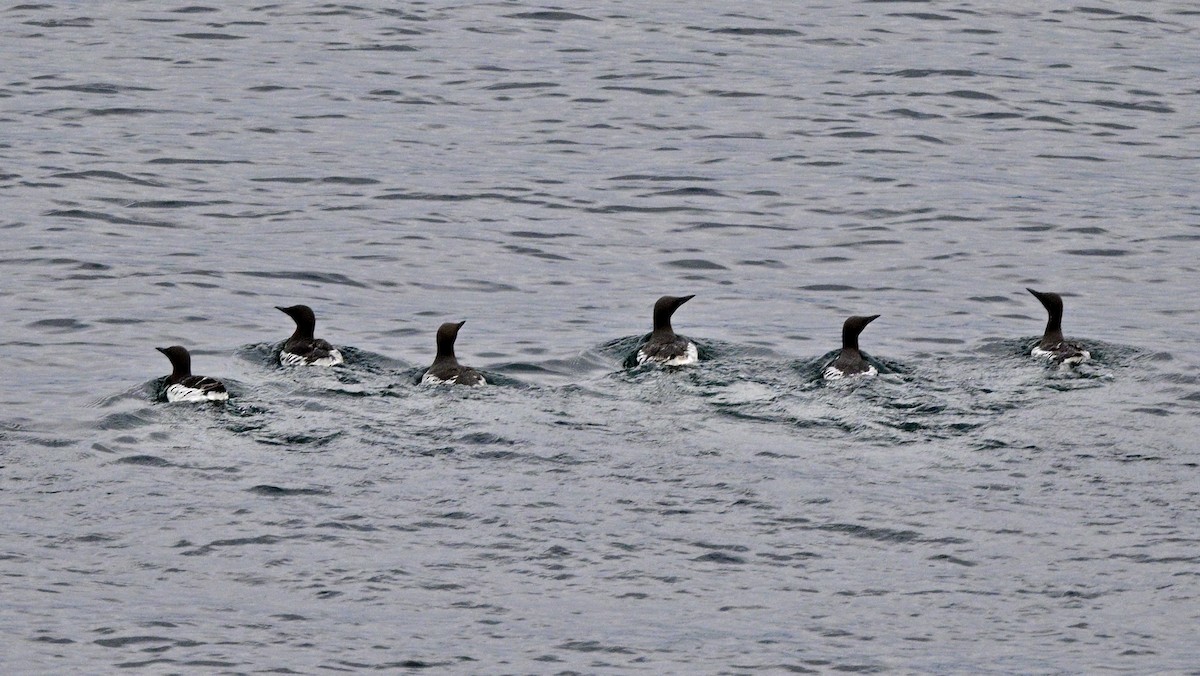 Common Murre - ML638008319