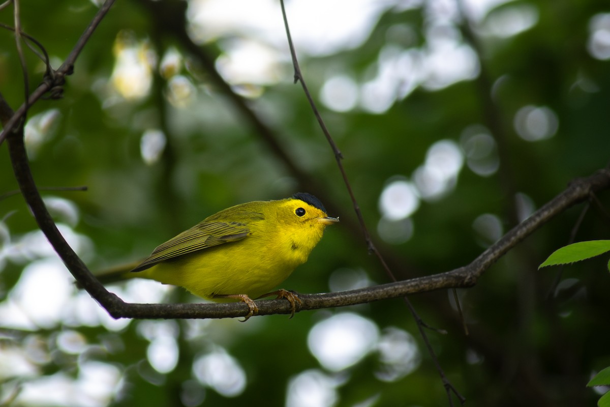 Wilson's Warbler - ML638008320