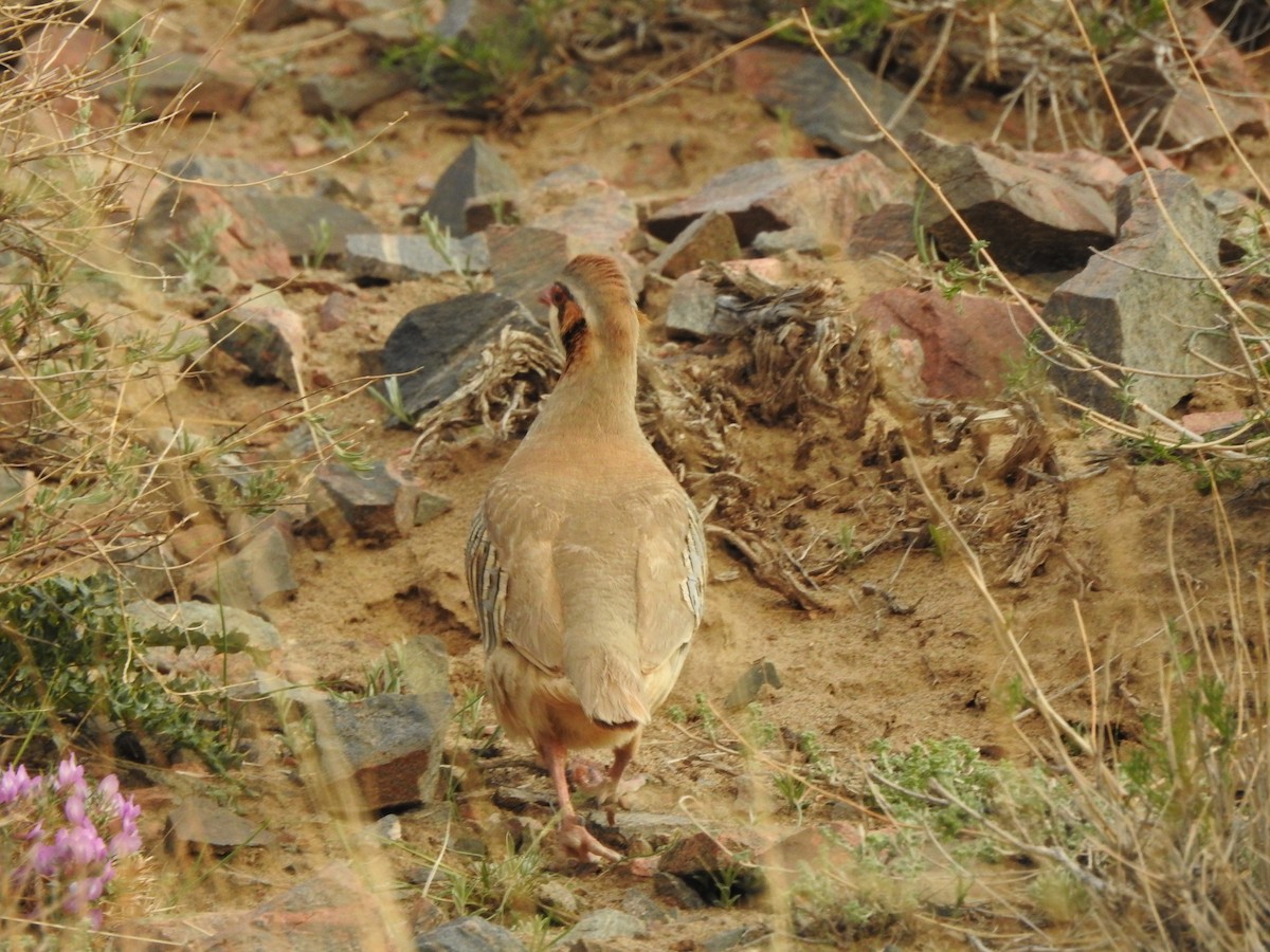 Przevalski's Partridge - ML638008322