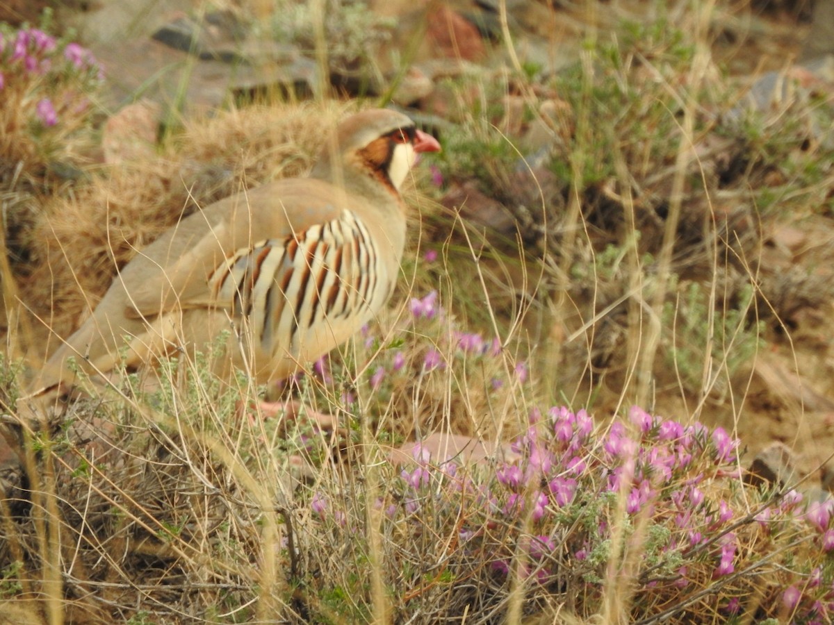 Przevalski's Partridge - ML638008323