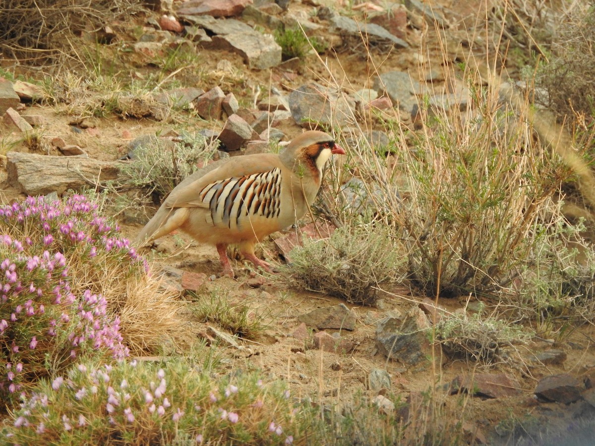 Przevalski's Partridge - ML638008324