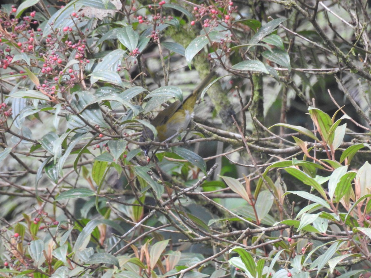 Common Chlorospingus - ML638008354