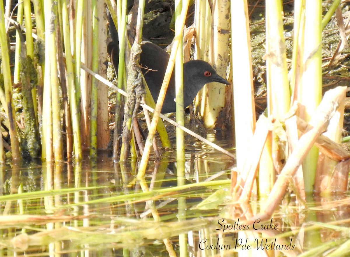 Spotless Crake - ML638008364