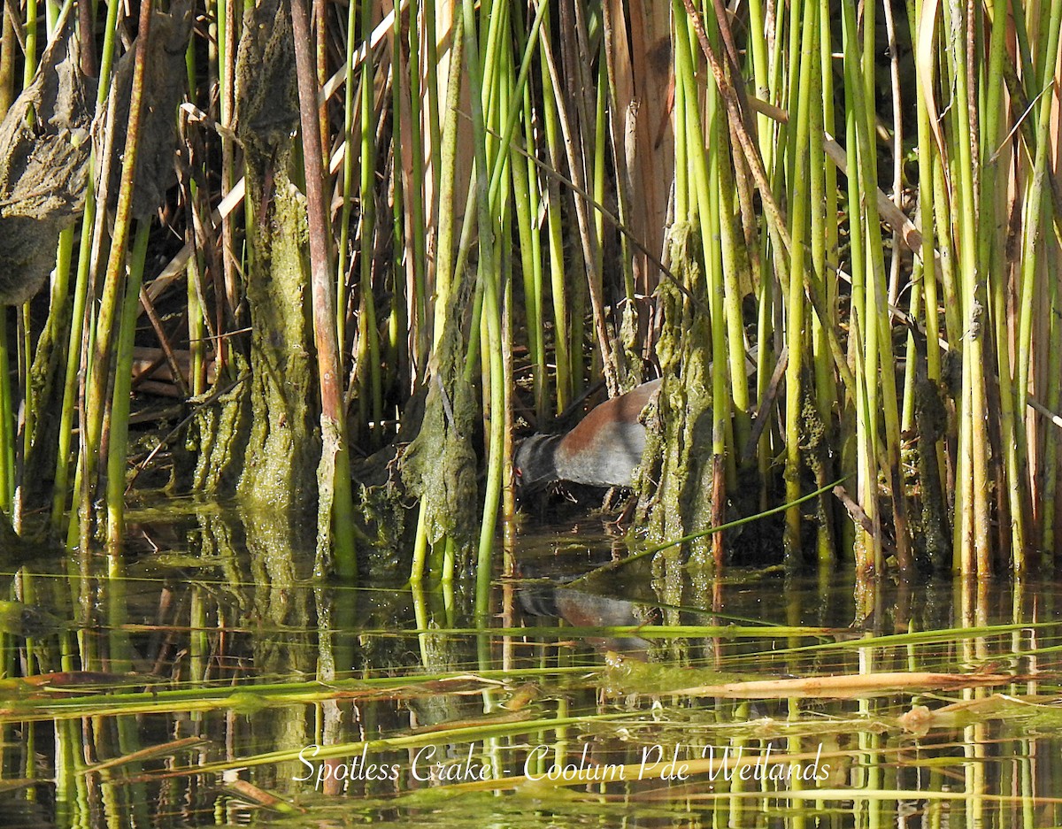 Spotless Crake - ML638008365