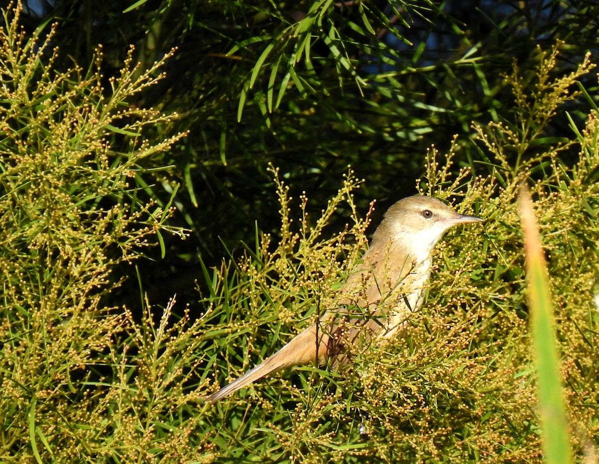 Australian Reed Warbler - ML638008376