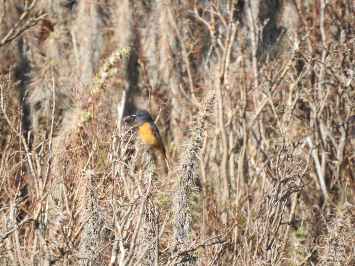 Blue-fronted Redstart - ML638008385