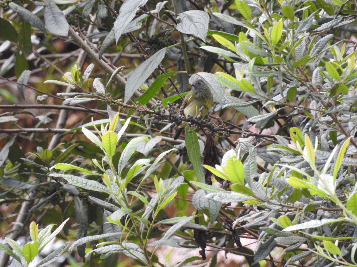 Streak-necked Flycatcher - ML638008400