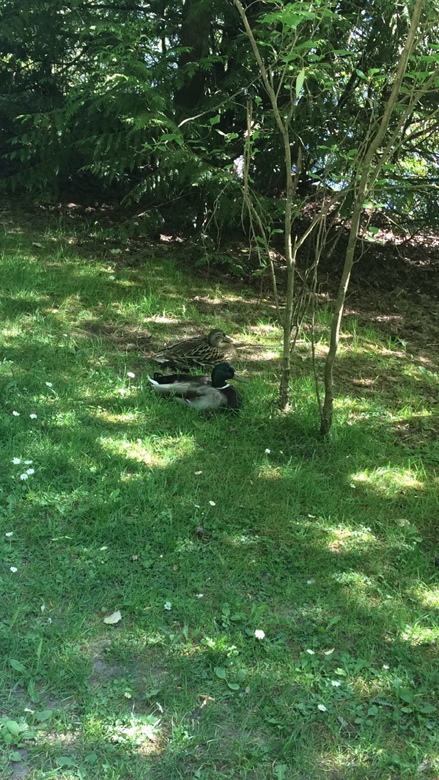 Ánade Azulón - ML638008417