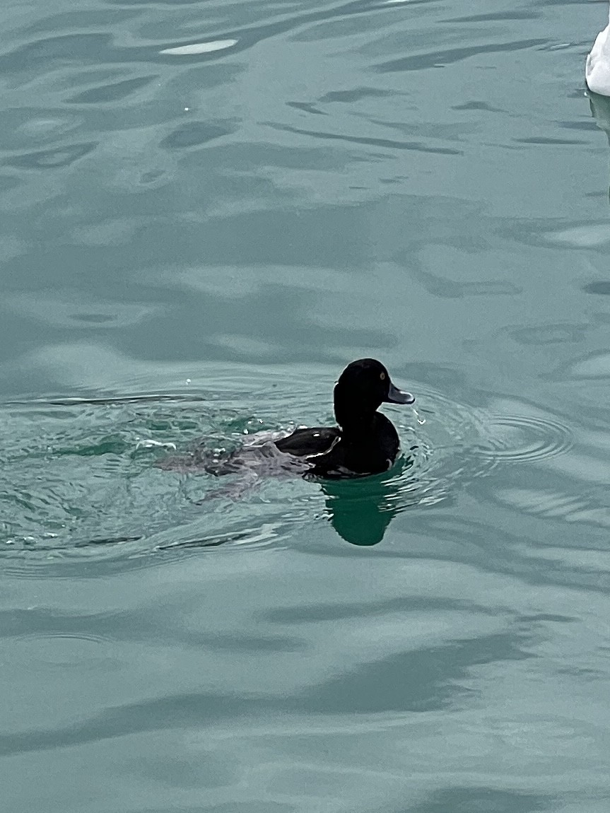 New Zealand Scaup - ML638008453