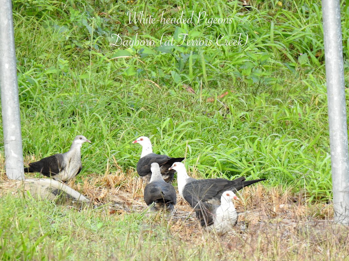 White-headed Pigeon - ML638008480