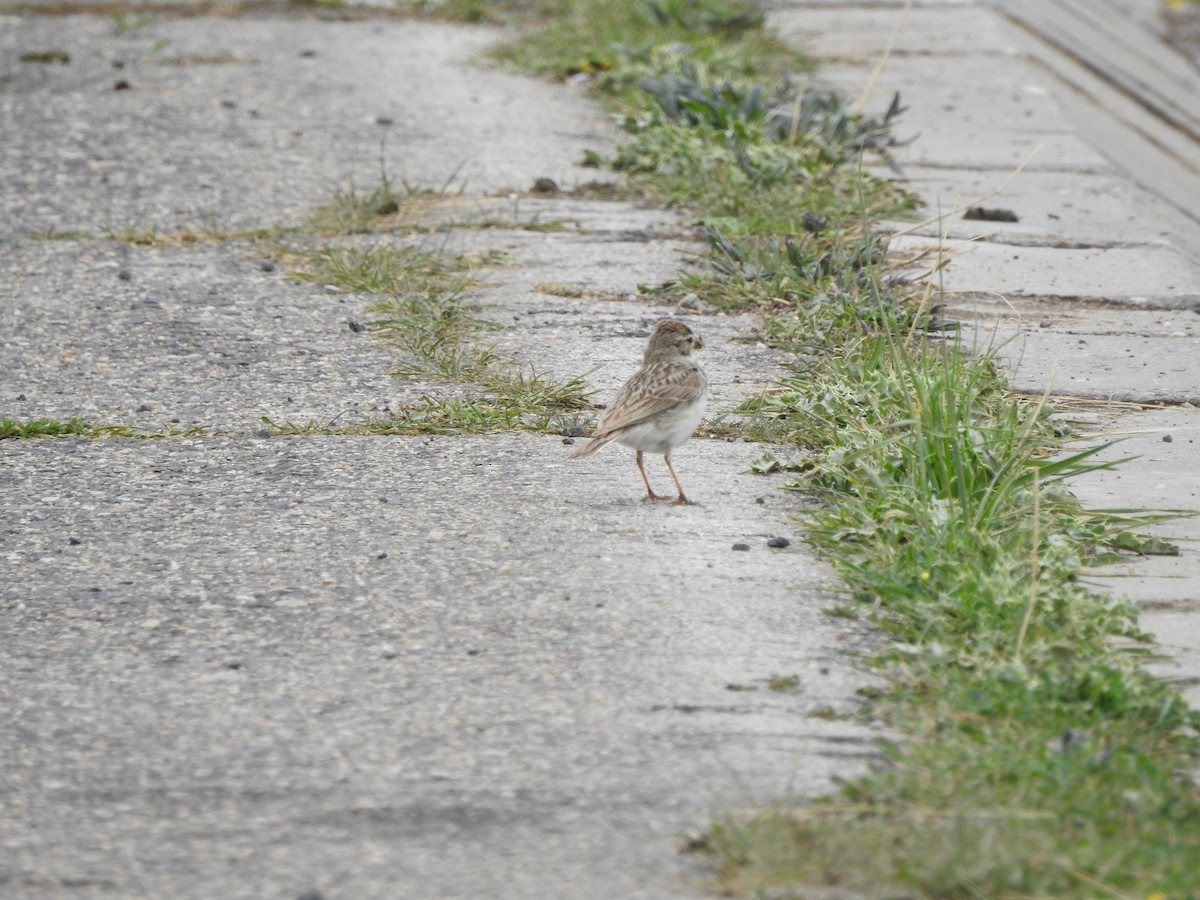 Hume's Lark - ML638008484