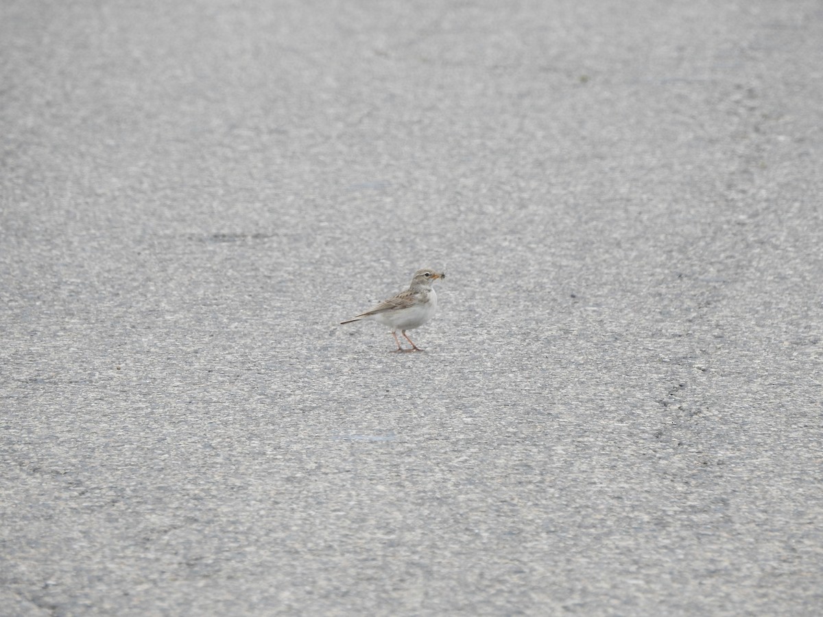 Hume's Lark - ML638008485