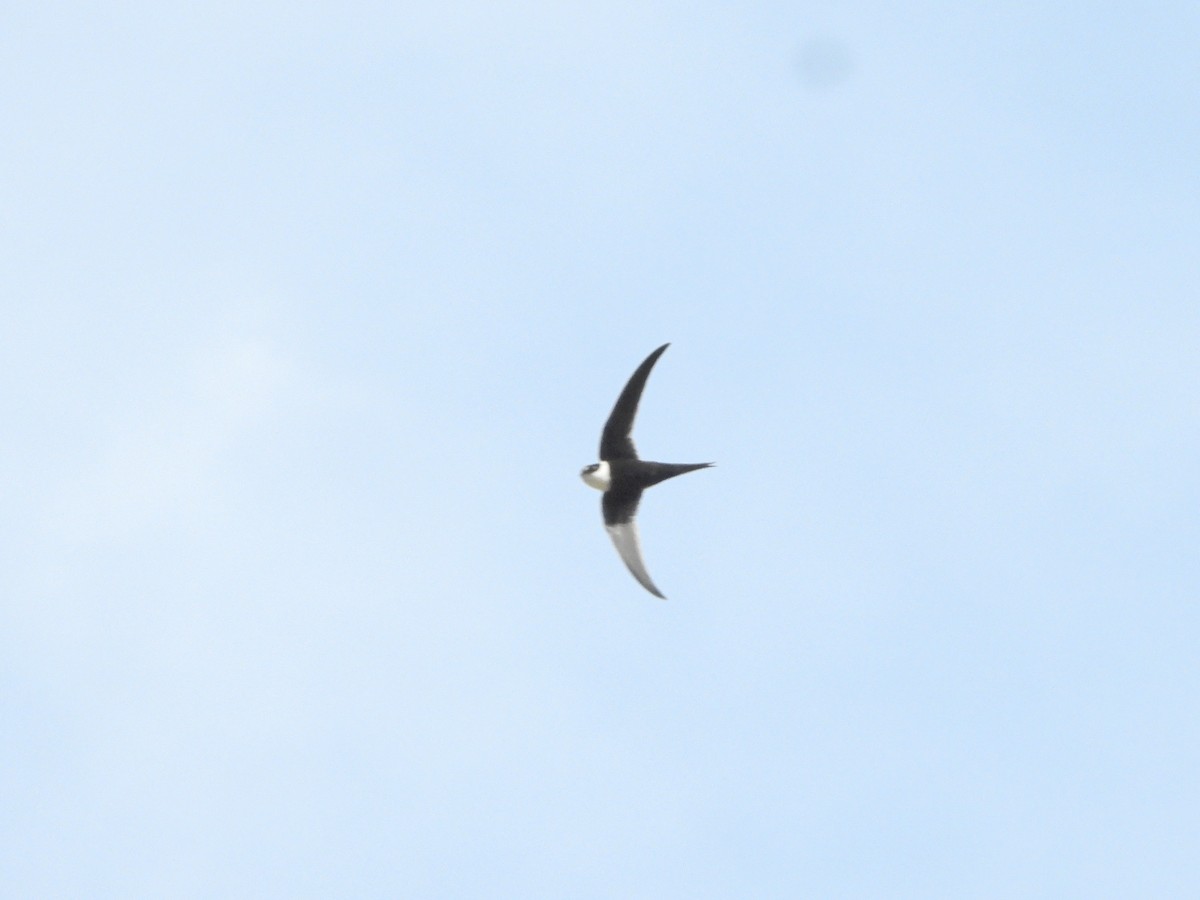 Lesser Swallow-tailed Swift - ML638008493