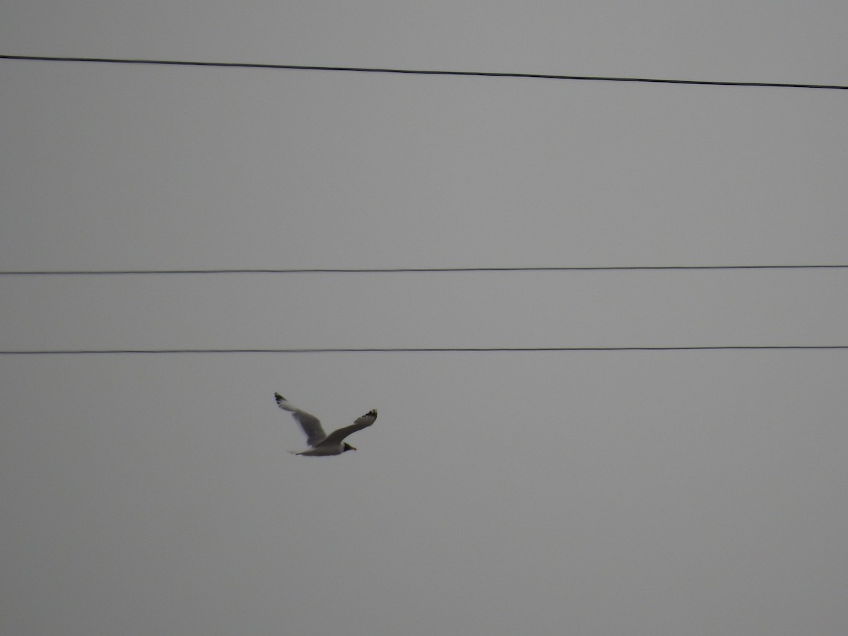 Pallas's Gull - ML638008510