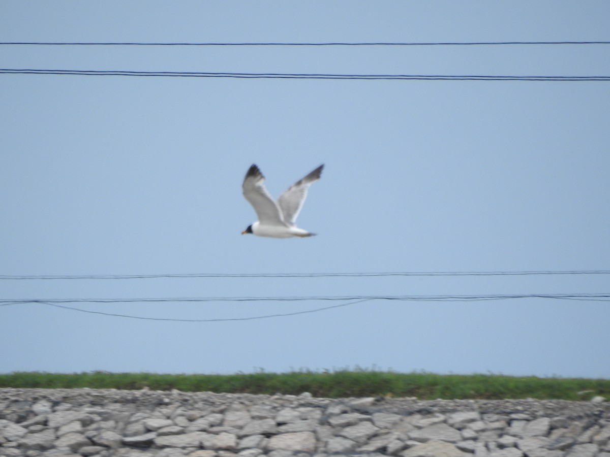 Pallas's Gull - ML638008511