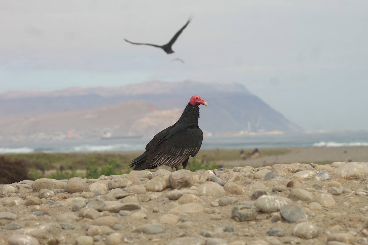 Hindi Akbabası - ML638008517