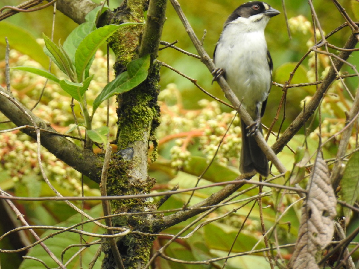 White-winged Brushfinch - ML638008539
