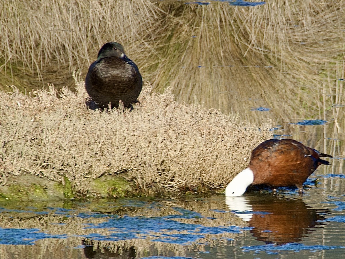 Paradise Shelduck - ML638008543
