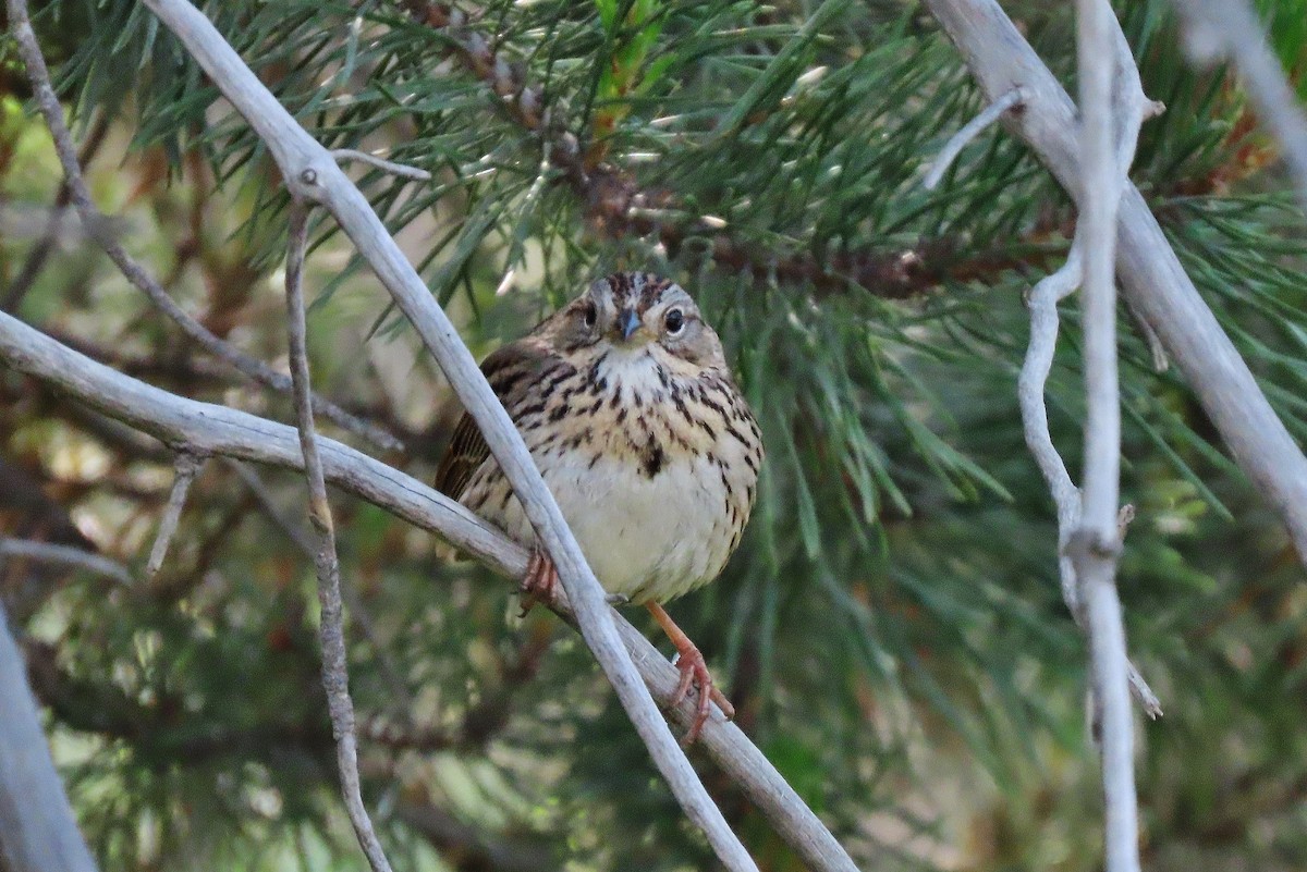 Lincoln's Sparrow - ML638008545