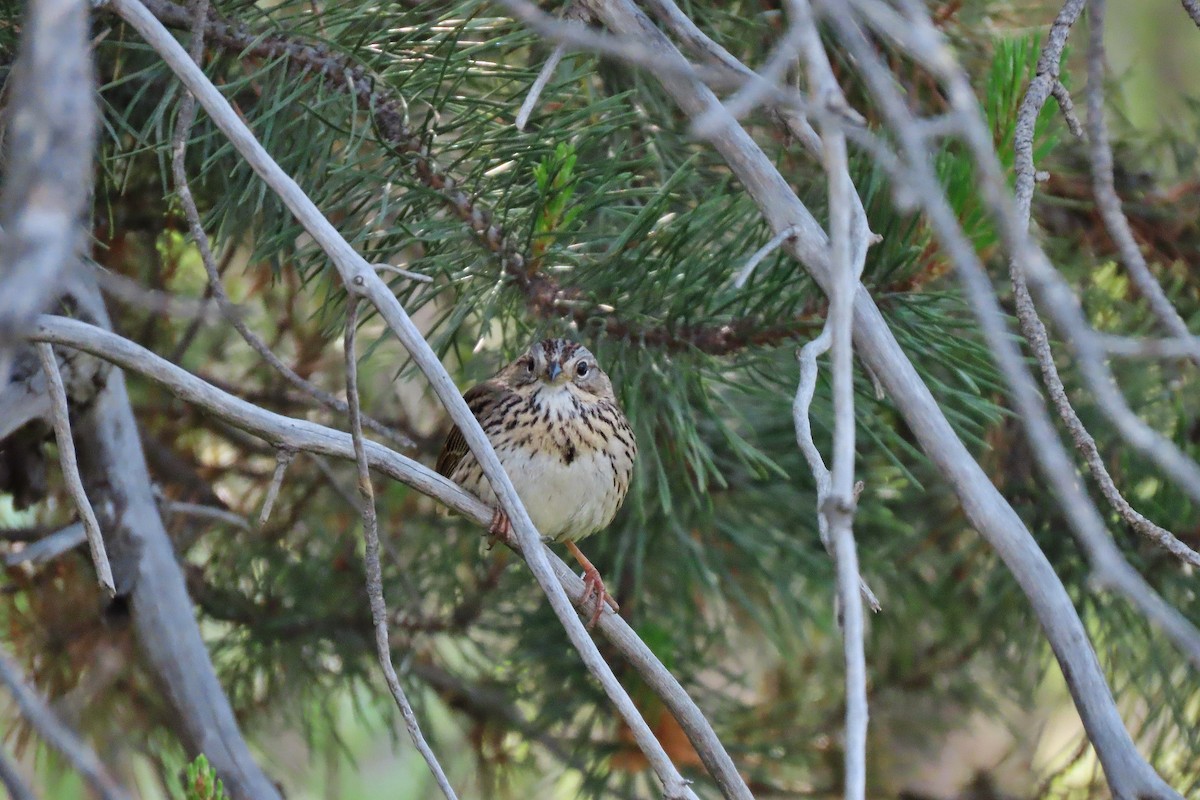 Lincoln's Sparrow - ML638008546