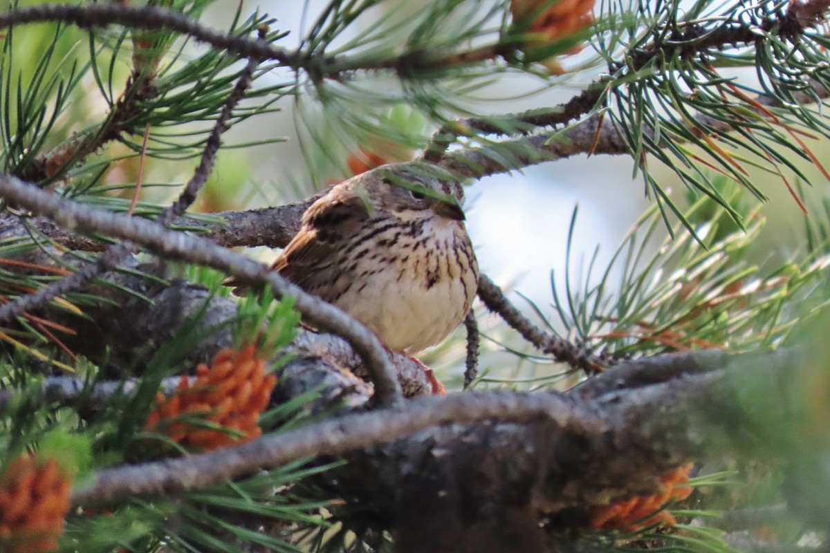 Lincoln's Sparrow - ML638008547