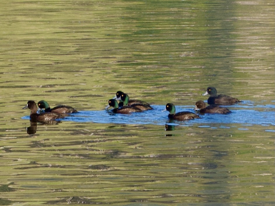 New Zealand Scaup - ML638008551