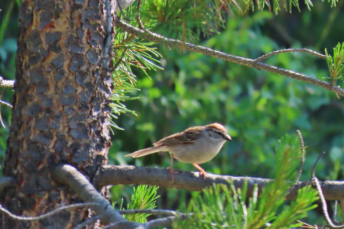 Chipping Sparrow - ML638008556