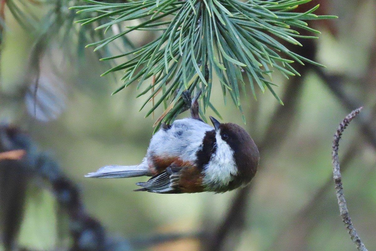 Chestnut-backed Chickadee - ML638008560