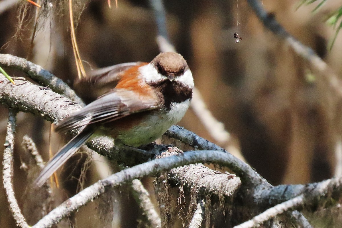 Chestnut-backed Chickadee - ML638008561