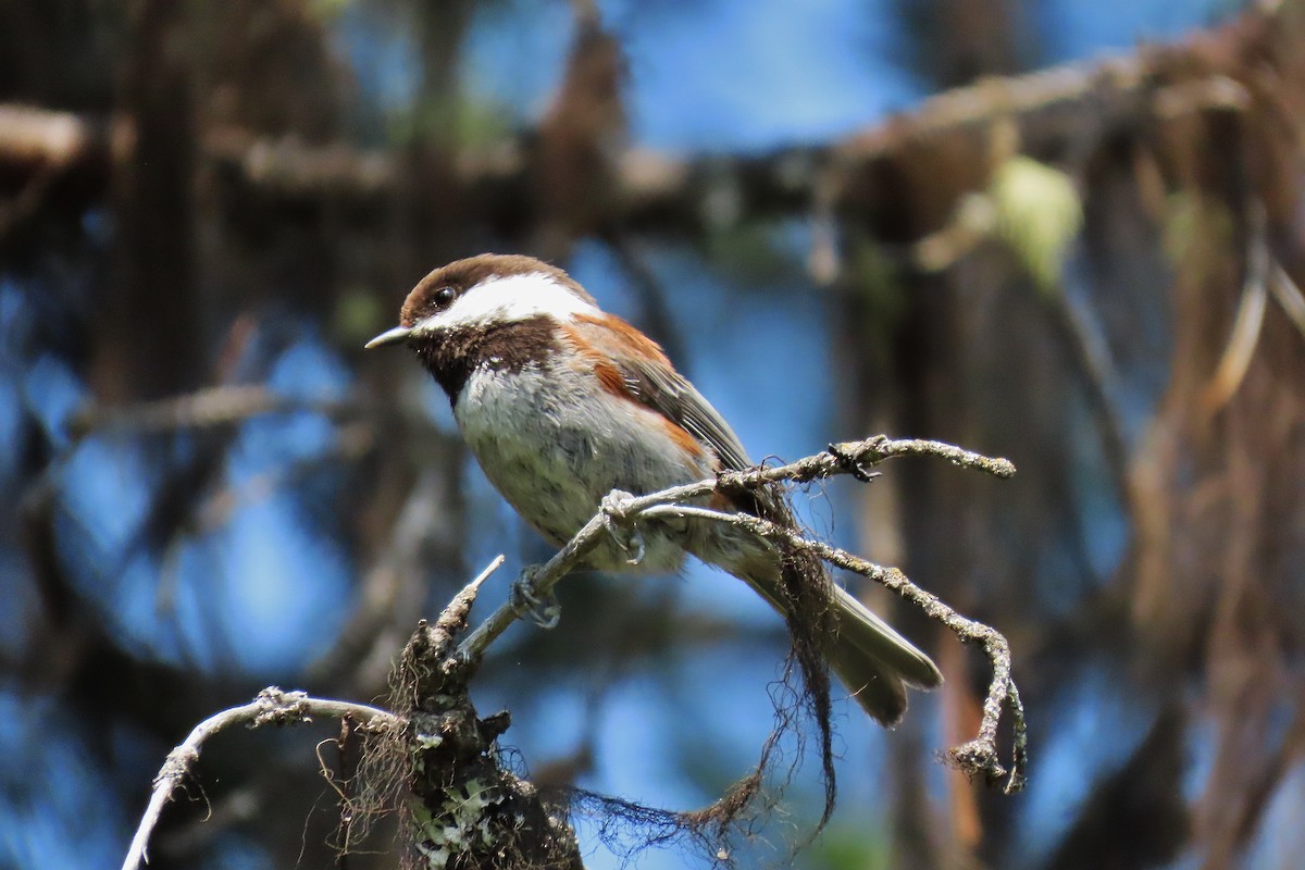 Chestnut-backed Chickadee - ML638008562