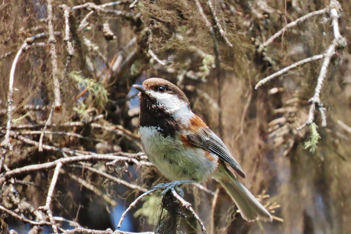 Chestnut-backed Chickadee - ML638008563