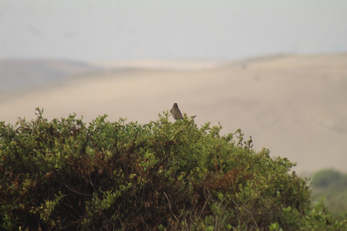 Peruvian Meadowlark - ML638008575