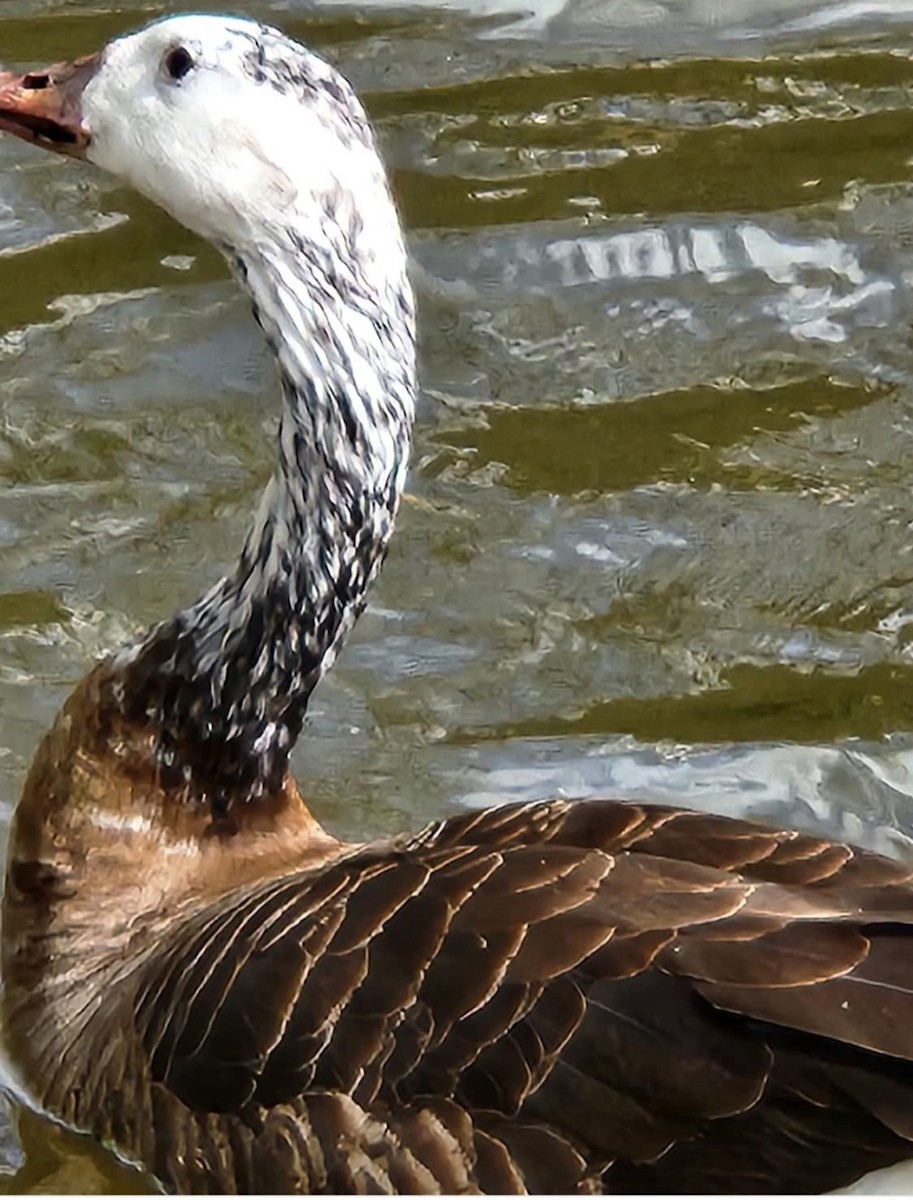 Graylag x Canada Goose (hybrid) - ML638008582