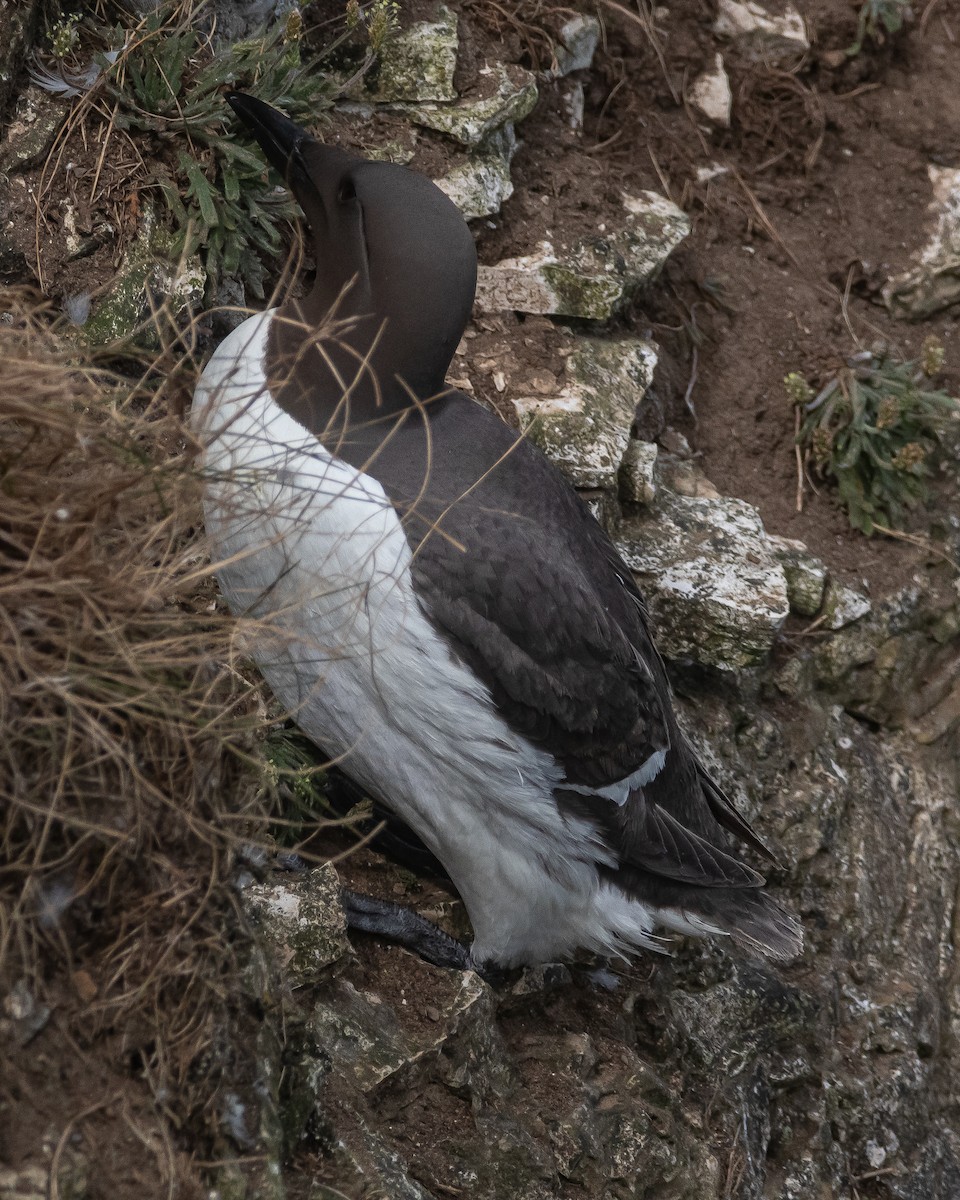 Common Murre - ML638008649