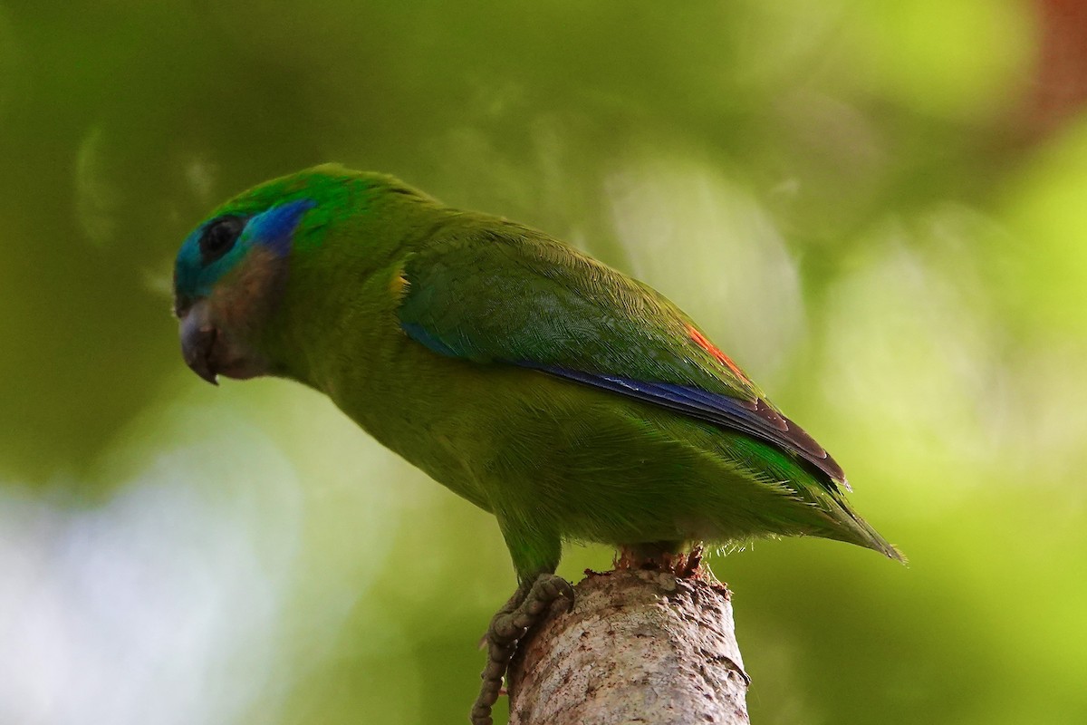 Double-eyed Fig-Parrot - ML638008684