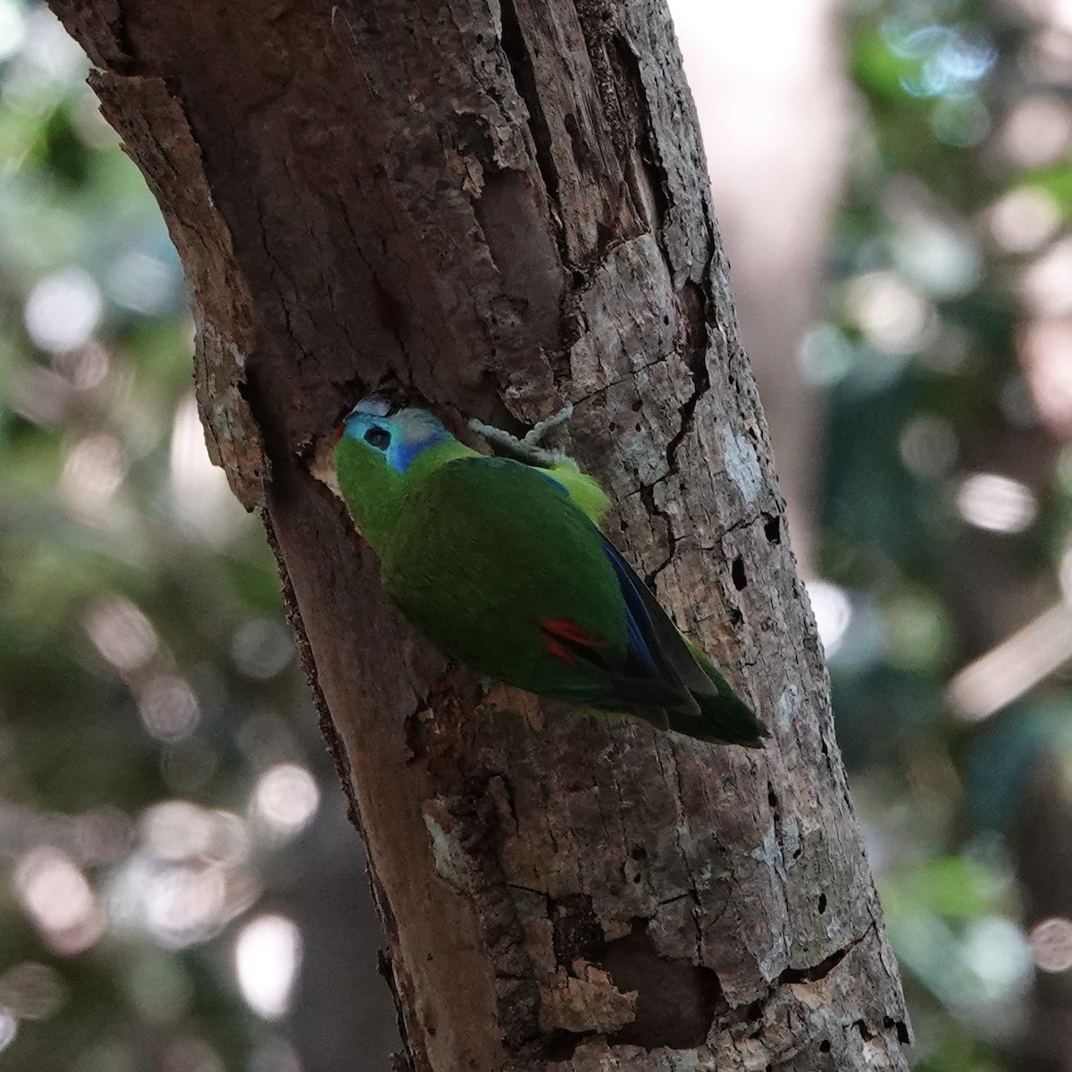 Double-eyed Fig-Parrot - ML638008685