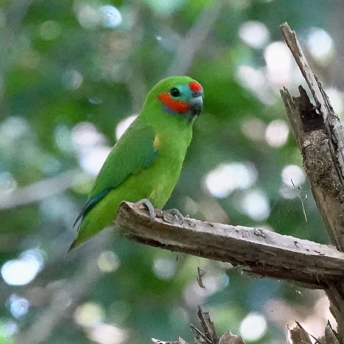 Double-eyed Fig-Parrot - ML638008686