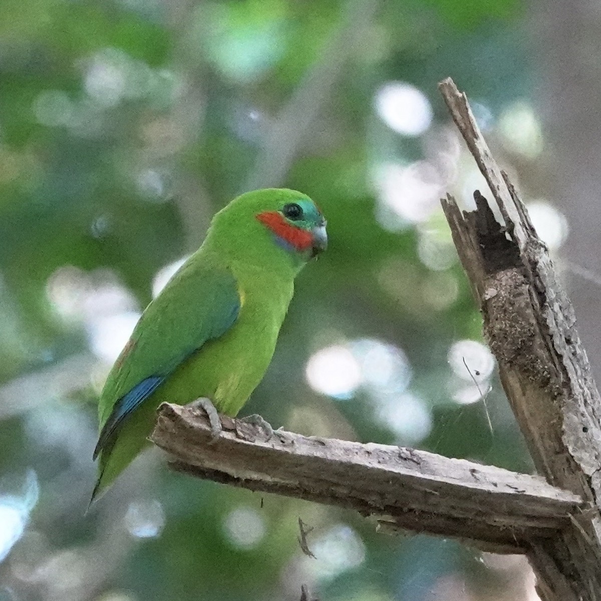 Double-eyed Fig-Parrot - ML638008687