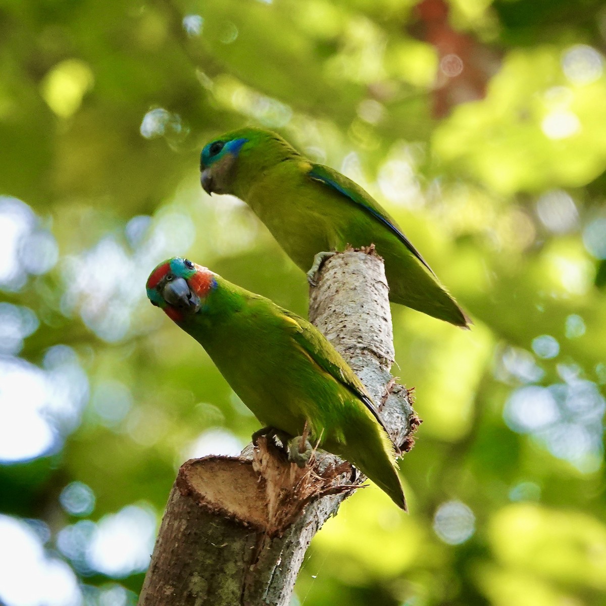 Double-eyed Fig-Parrot - ML638008688