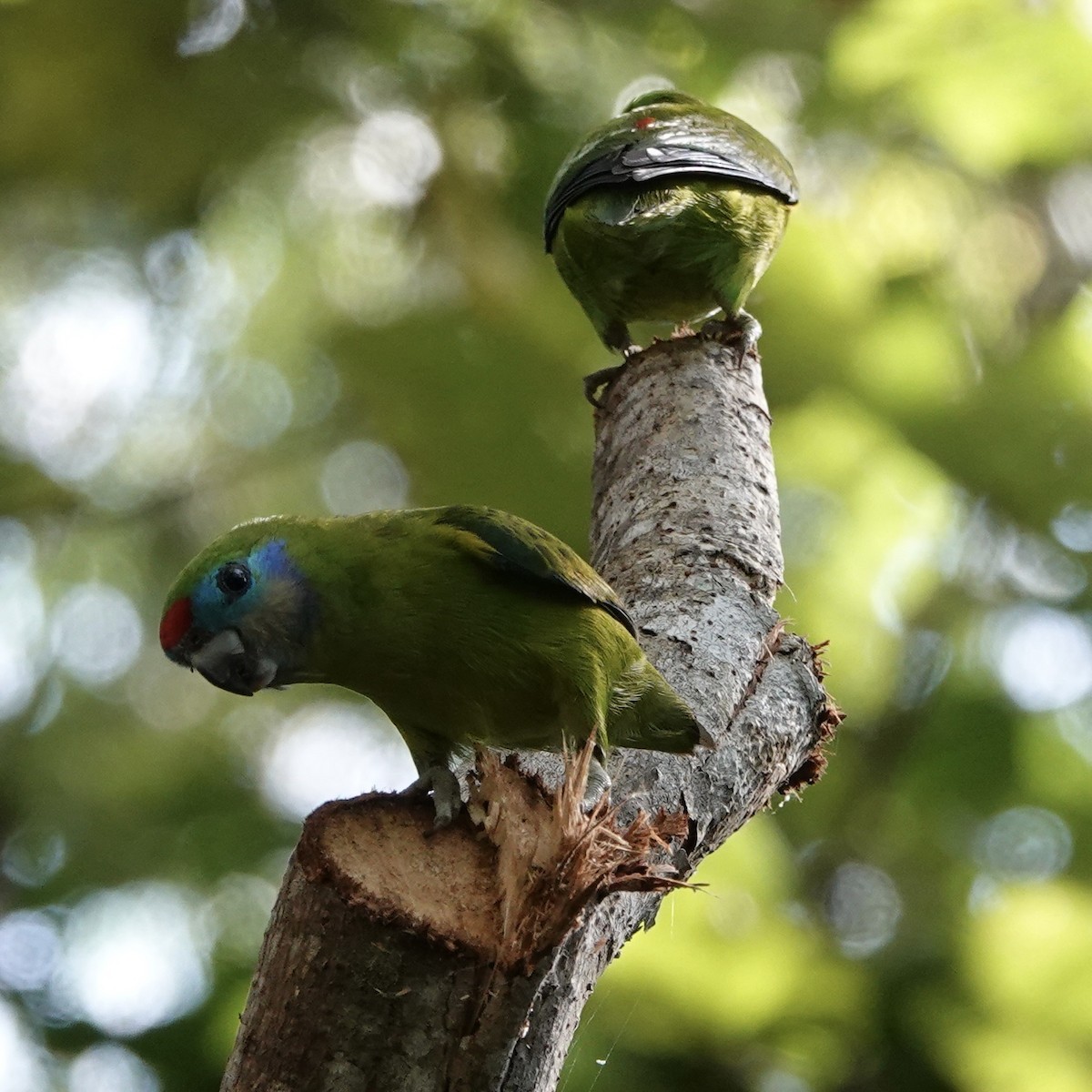 Double-eyed Fig-Parrot - ML638008689