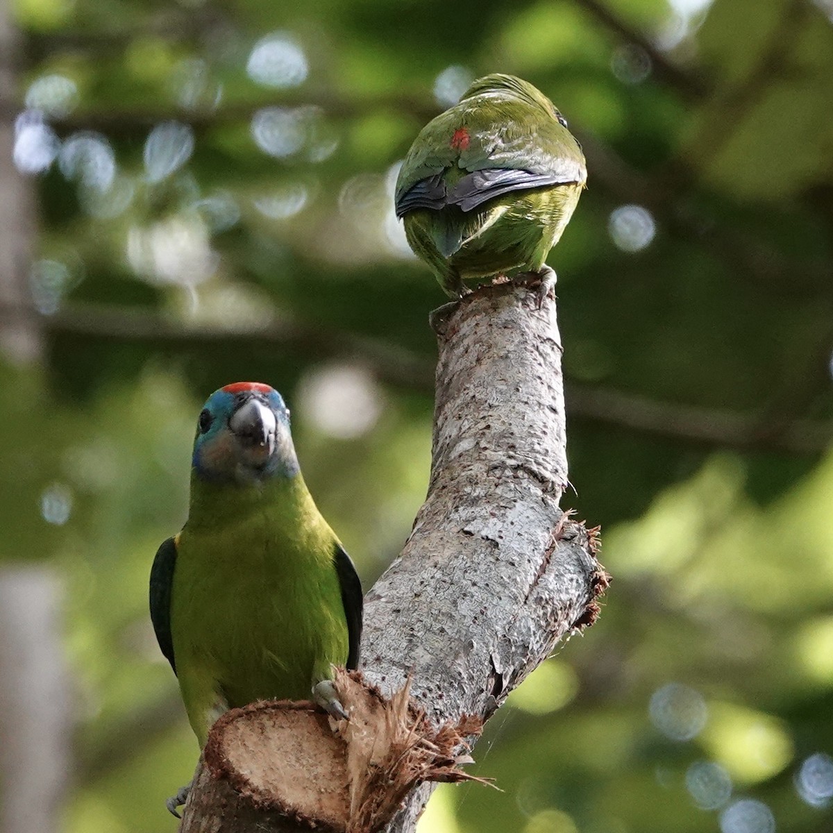 Double-eyed Fig-Parrot - ML638008690