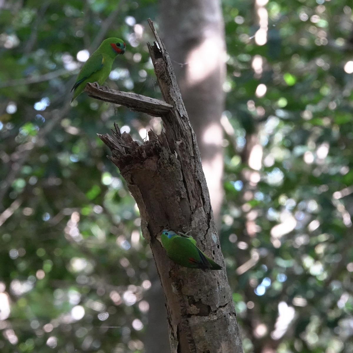 Double-eyed Fig-Parrot - ML638008693