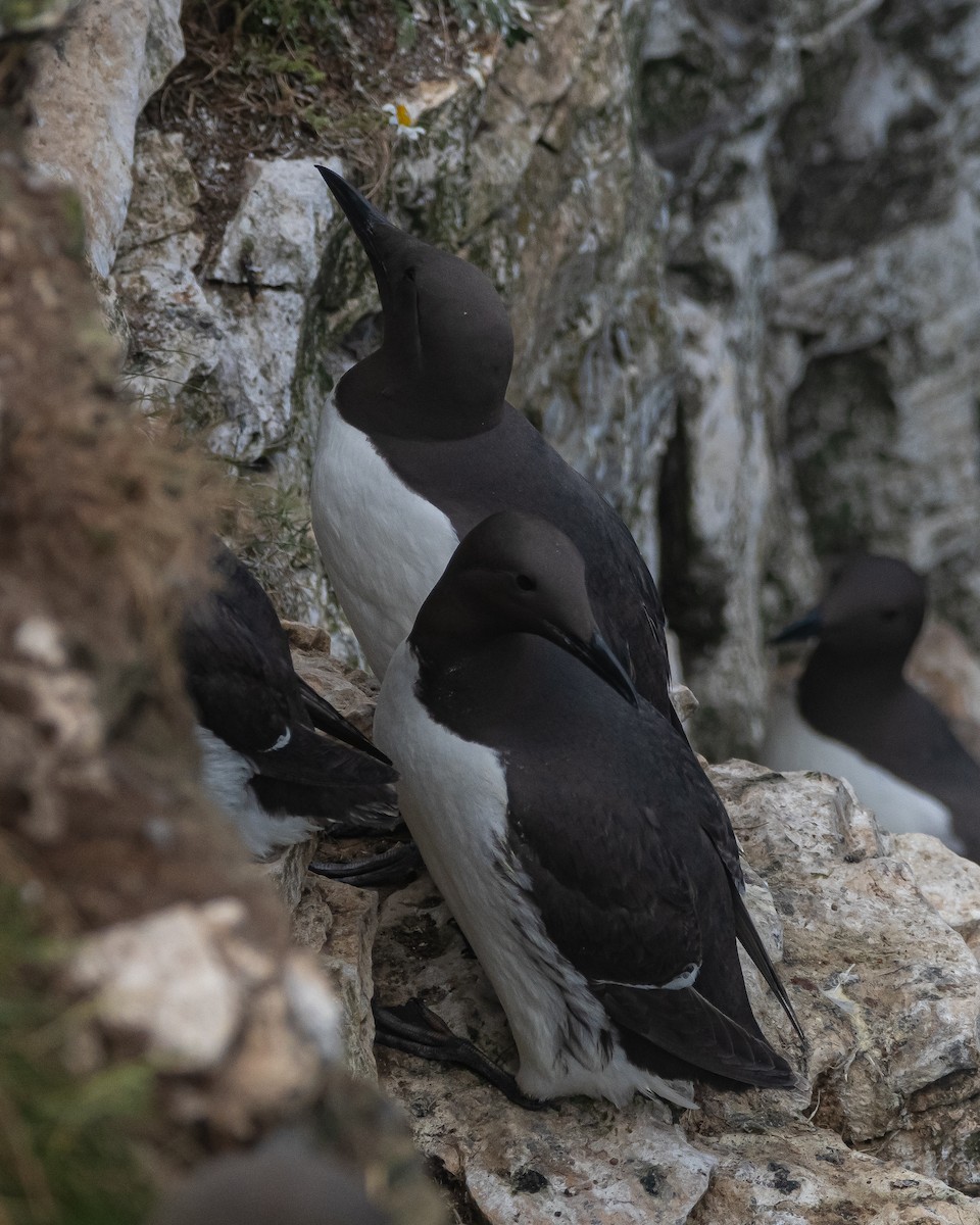 Common Murre - ML638008697